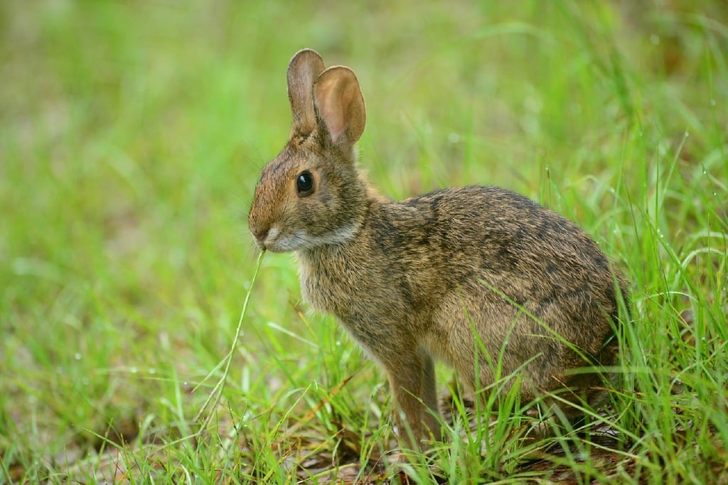 hare or rabbit in grass