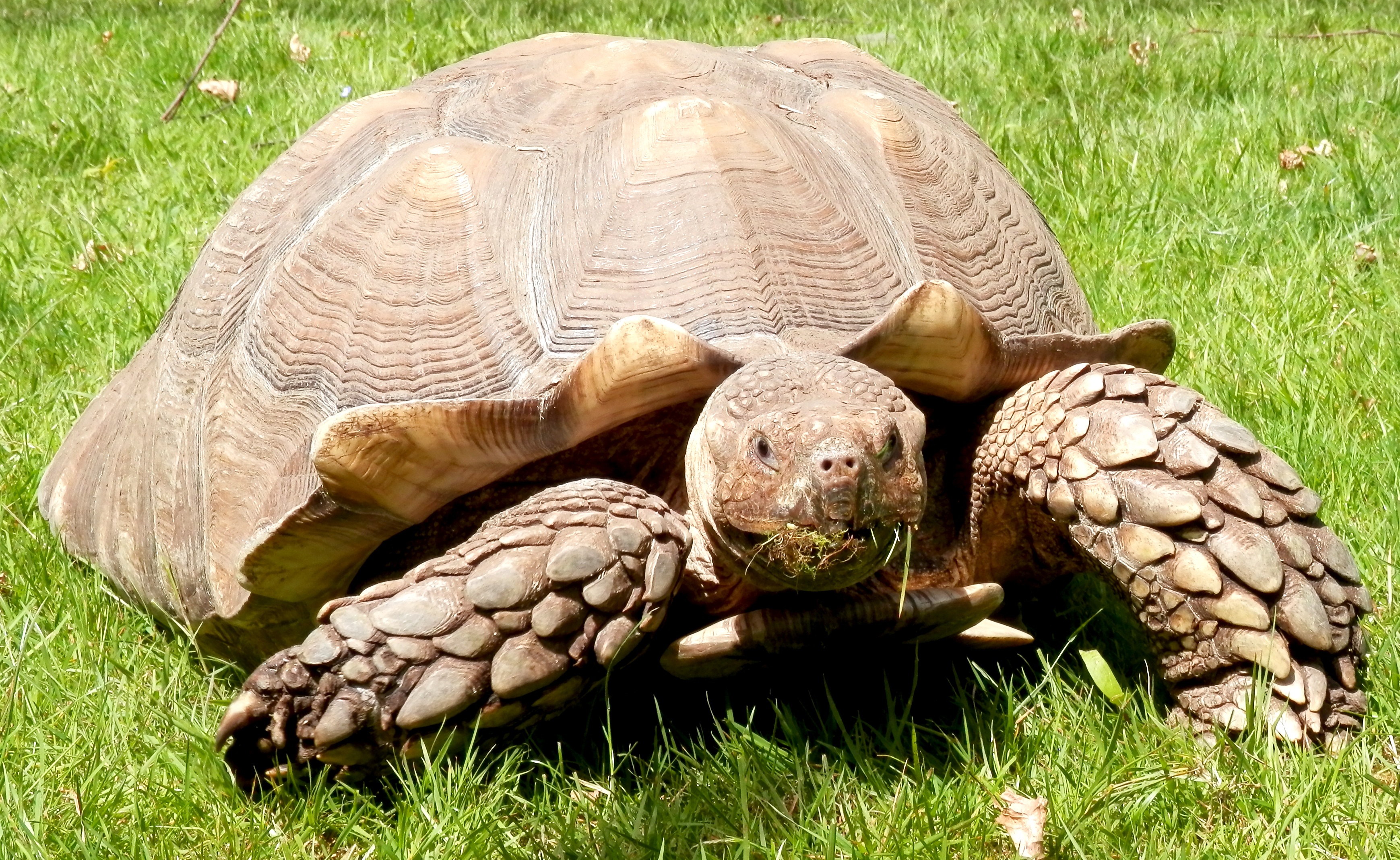 tortoise crawling toward you in grass