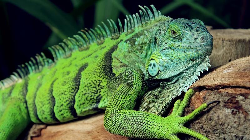large green iguana on rocks on rainforest floor
