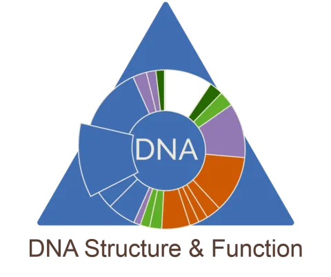 A blue triangle containing a pie chart, with each slice of the chart representing a different model triangle lesson. A blue slice near the bottom left of the chart is highlighted, representing the DNA Structure & Function lesson. 