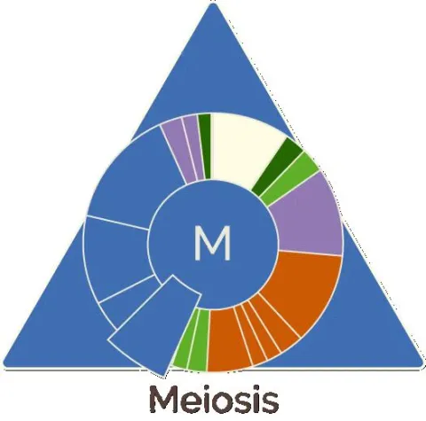 Meiosis