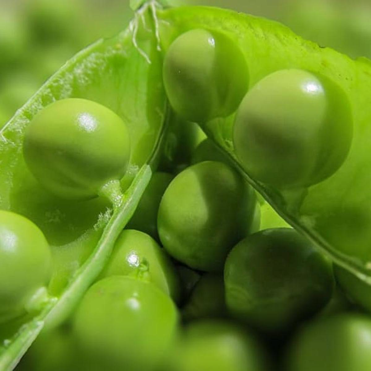 a close-up image of peas in a pee pod