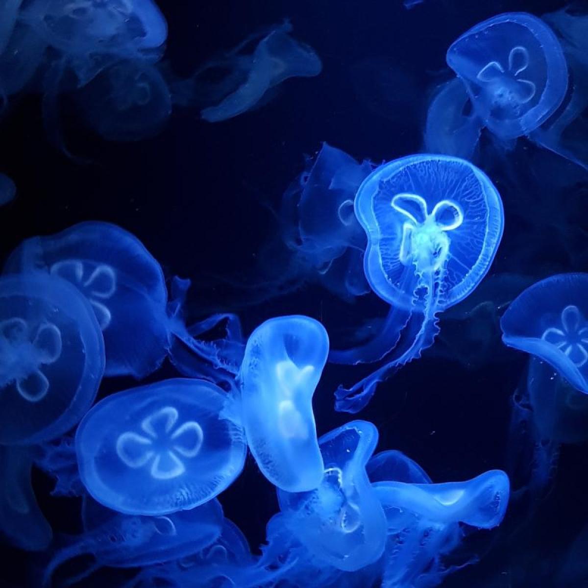 tiny jellyfish float in iridescent light underwater